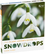The Plant Lover’s Guide to Snowdrops